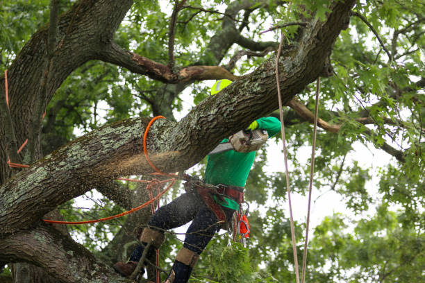 How Our Tree Care Process Works  in  New Carrollton, MD