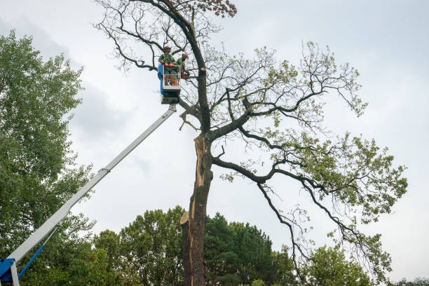 Best Tree Cabling and Bracing  in New Carrollton, MD