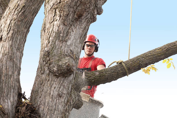 Best Tree Preservation Services  in New Carrollton, MD